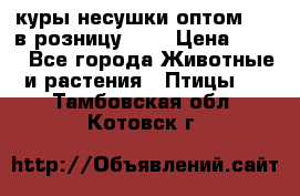 куры несушки.оптом 160 в розницу 200 › Цена ­ 200 - Все города Животные и растения » Птицы   . Тамбовская обл.,Котовск г.